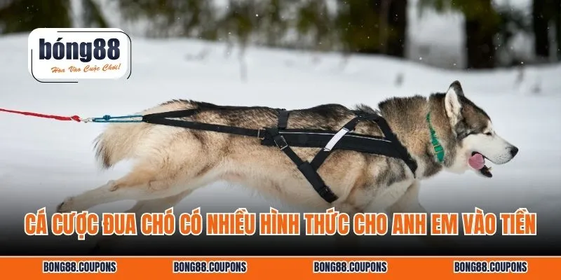 Cá cược đua chó có nhiều hình thức cho anh em vào tiền