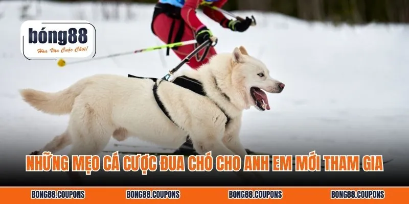 Những mẹo cá cược đua chó cho anh em mới tham gia